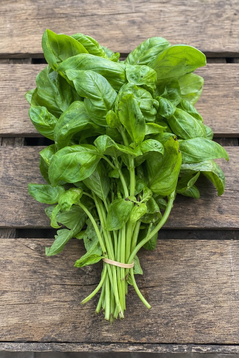 Bouquet de basilic