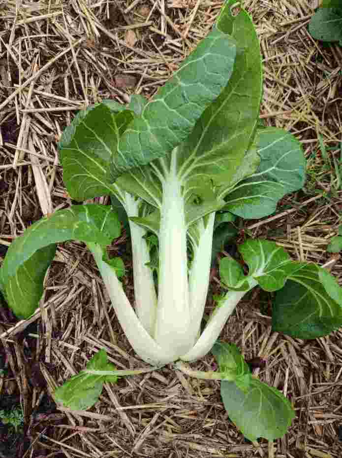 Pak Choi