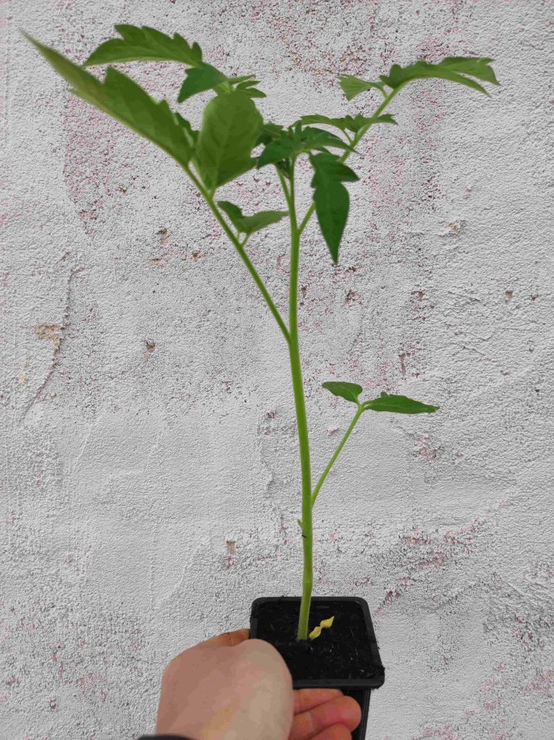 Plants de tomate