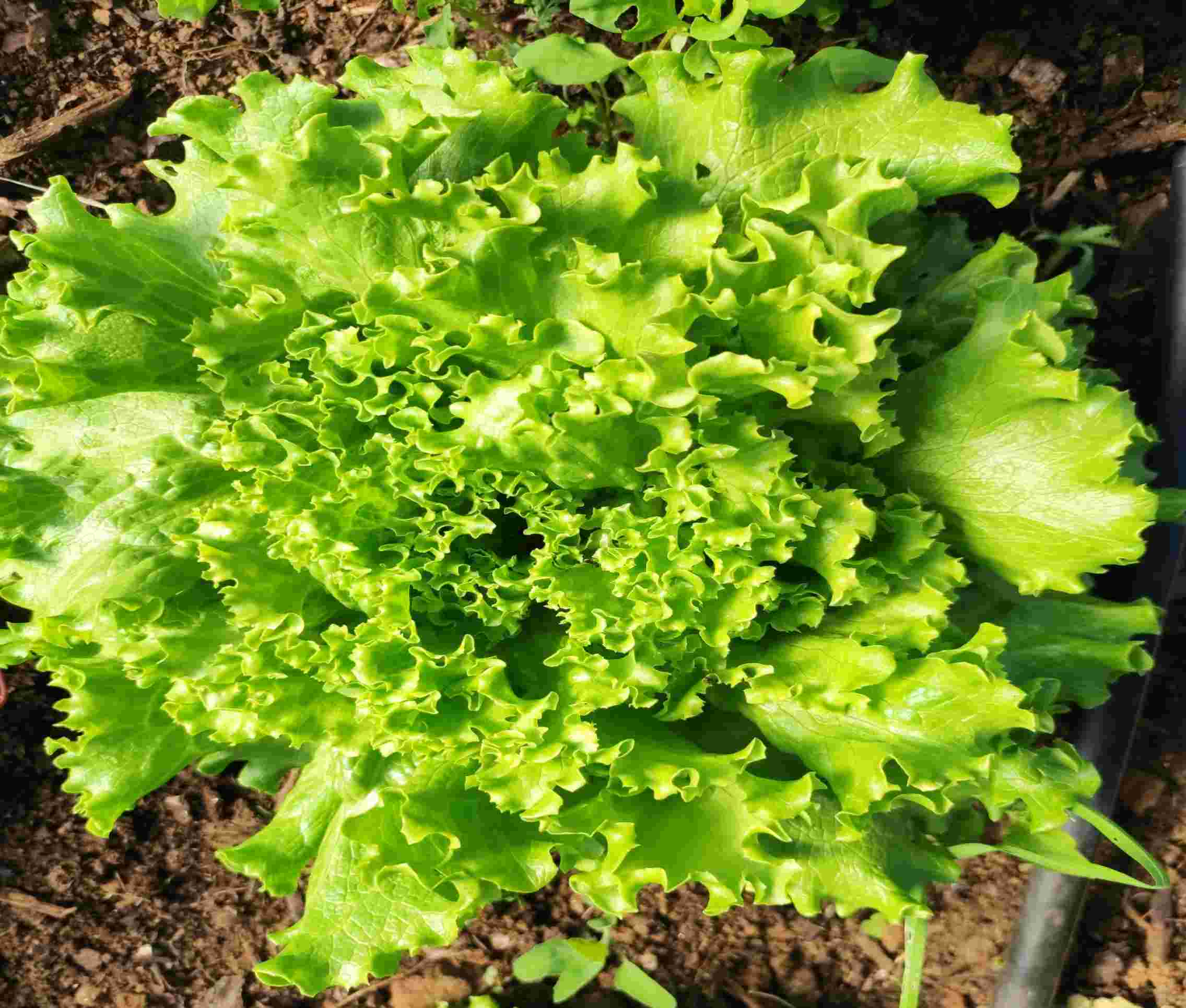 Salade bio